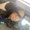 Photo of Sarit H.