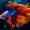 Photo of Fish Outta'Wate R.