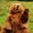 Photo of El Oso _.