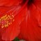 Red Hibiscus T.
