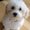 Photo of F F.