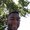 Photo of Chris A.