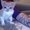 Photo of Sugar T.
