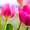 Photo of Pamela K.