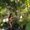 Photo of Alilliana R.