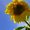 Photo of Denice D.