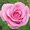Photo of Rosa F.