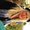 Photo of Donna N.