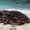 Photo of Honu T.