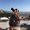 Photo of Adit S.