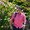Photo of Roheet K.