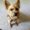 Photo of Mustluvdog Z.