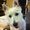 Photo of Jiko P.