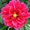 Photo of Dalia Q.