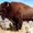 Photo of Beefy I.