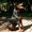 Photo of ChoresForPups G.