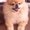 Photo of Shebu S.