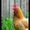 Photo of Chicken S.
