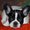 Photo of Qype User (Bulldo…)