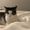 Photo of Lizo