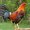 Photo of Destro S.