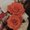 Photo of Sam G.