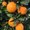 Photo of Sparks Ranch Oranges K.