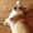 Photo of Oyster X.