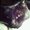 Photo of Suz N.