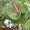 Photo of Vermecia A.