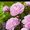 Photo of Flower M.