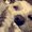 Photo of Jass B.