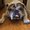 Photo of Bulldog L.