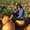 Photo of Chaitali P.