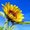 Photo of Harshvardhan S.