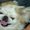 Photo of Cappy C.