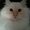 Photo of Danny M.