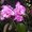 Photo of Orchids P.
