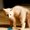 Photo of redondokitty k.