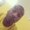 Photo of Rasaan E.