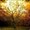 Photo of Moshe G.