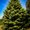 Photo of Pine Tree A.
