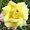 Photo of Lavender A.