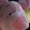 Photo of Qype User (gorill…)