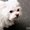 Photo of SI P.