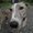 Photo of Gonzo B.