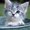 Photo of Shere H.