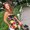 Photo of Eszter J.