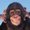 Photo of Chimp W.