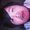 Photo of Aries Elmer V.
